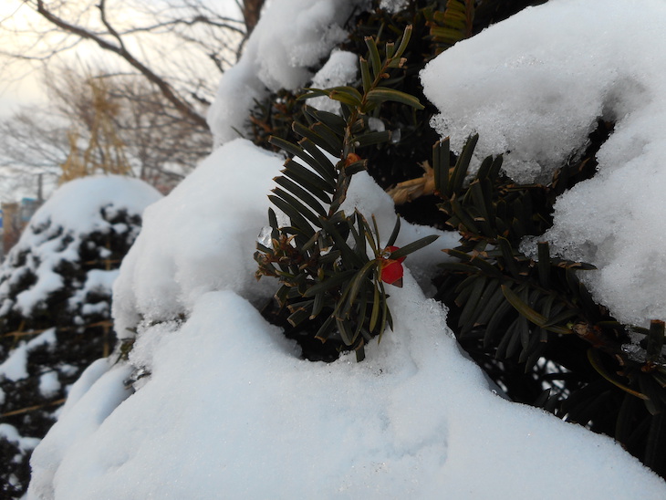 雪つりの木に、赤い実。イチイかな？