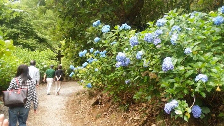 たくさんのあじさいが咲く山。入り口に立つと、すでに青や白の花々がちらほら見えています。入場料を払って、さっそく入山してみましょう。